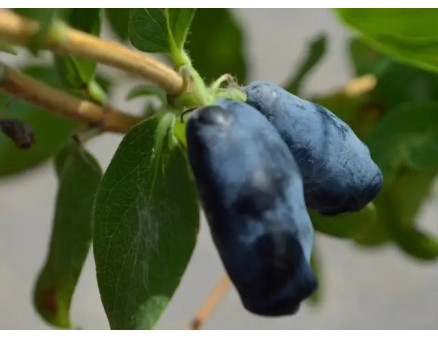 Топ-5 найкращих сортів жимолості за версією Кліома Сервіс