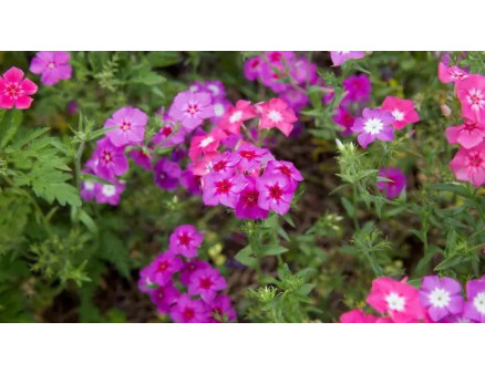 Підзимовий посів квітів. Що потрібно знайти?