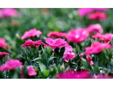 Місячний календар городника та садівника на грудень 2022