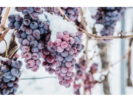 Найбільш поширені помилки при укритті винограду на зиму