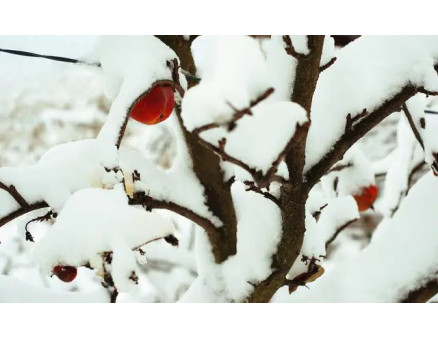 Як правильно організувати снігозатримання?