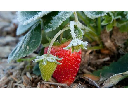 Як уникнути вимерзання полуниці взимку?