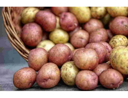 Почему во время хранения картофель становится сладким?