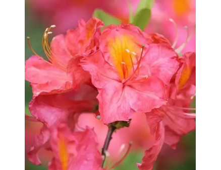 Найкращі сорти азалії за версією Кліома Сервіс