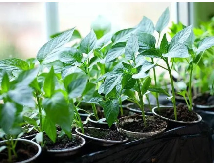 Які культури можна сіяти на розсаду уже в січні?