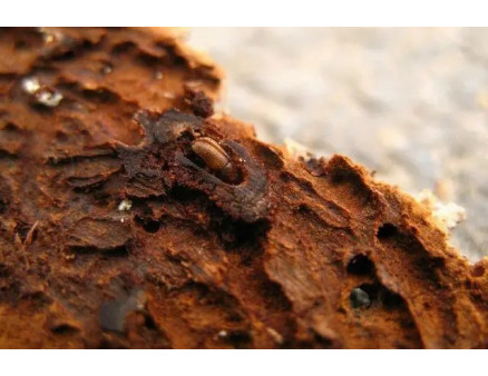 Стовбурові шкідники плодових дерев