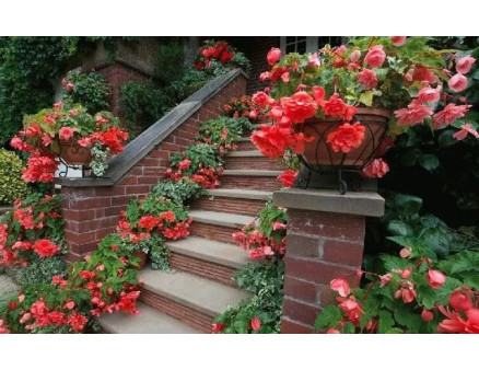 ТОП 10 видів квітів, які можна сіяти у січні