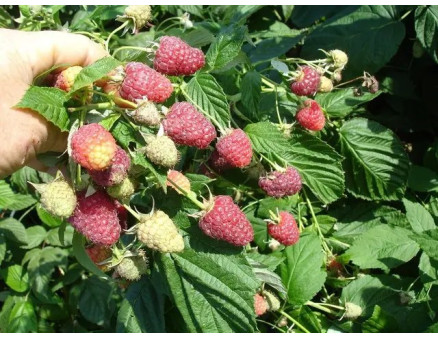 Найкращі ремонтантні сорти малини за версією Кліома Сервіс