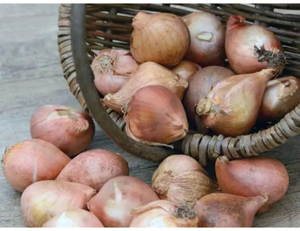 Особливості вигонки тюльпанів до 8 березня