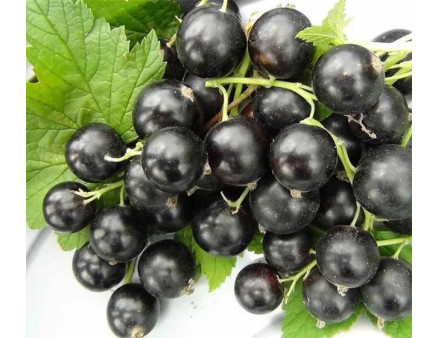 Найкращі сорти чорної смородини за версією Кліома Сервіс