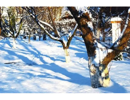 Обрізка дерев узимку: особливості та нюанси процедури