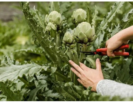 Поради щодо вирощування артишоку в Україні та особливості