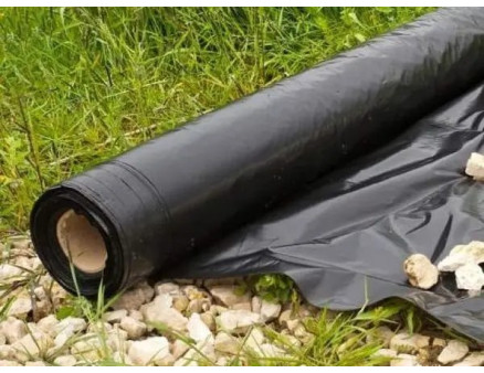 Особливості посадки полуниці під мульчуючу плівку