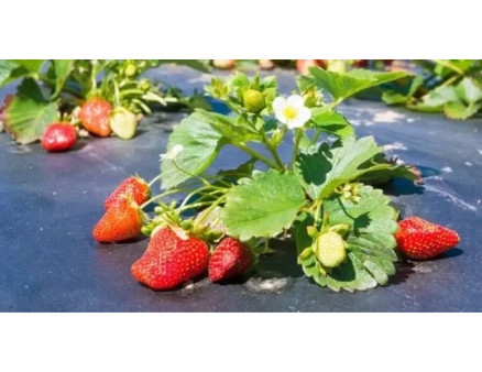 Мульчуюча плівка для полуниці, огірків і помідорів