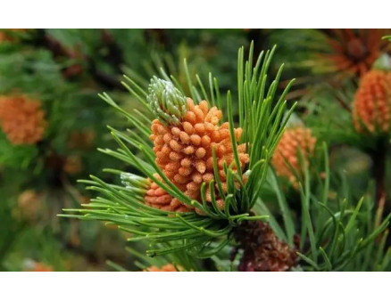 Цілющі властивості сосни, ялини та ялиці. Використання у фармацевтиці