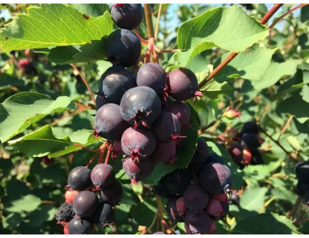 Найкращі сорти ірги за версією Кліома Сервіс