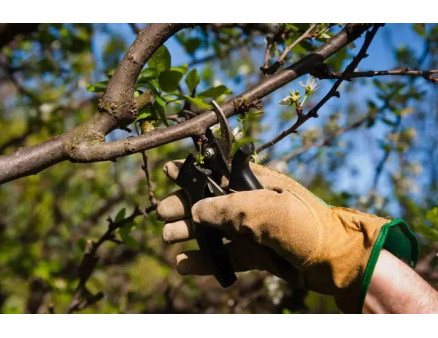 Особливості весняного догляду за вишнею у саду