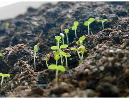 Як самостійно виростити розсаду полуниці в домашніх умовах?