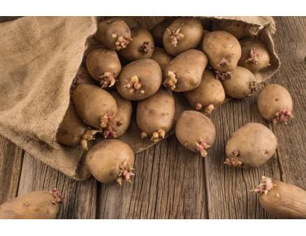 Обработка картофеля перед посадкой, чем провести?