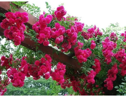 Посадка плетистої троянди у відкритий грунт навесні