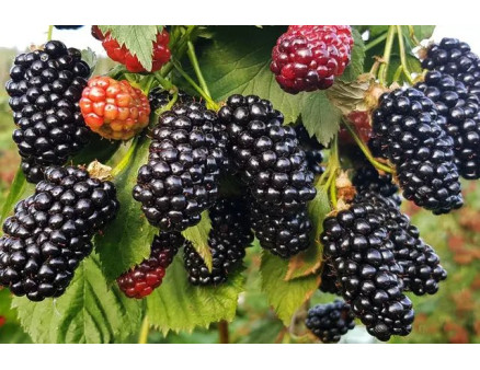 Які сорти ожини посадити у саду цієї весни? ТОП-5 найкращих варіантів