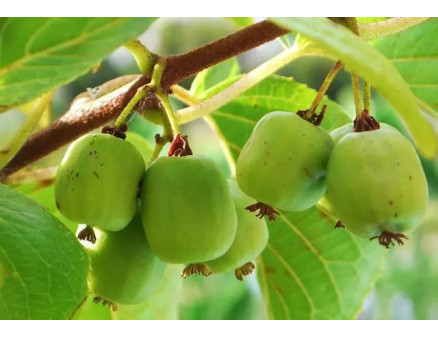 Актинідія аргута: особливості вирощування та популярні сорти