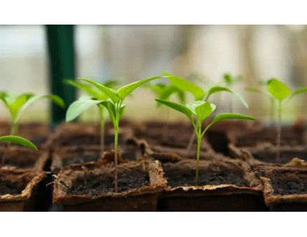 Чому витягується розсада та як цього уникнути?