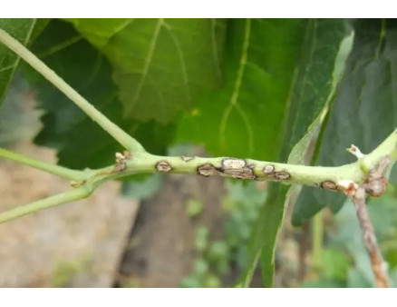 Хвороби малини та їх лікування. Грибкові захворювання малини із фото