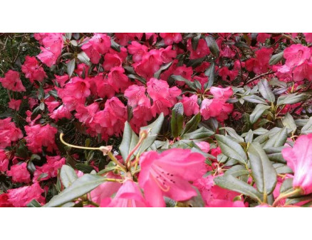 Азалія садова: вічнозелена та листопадна