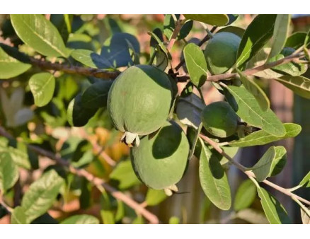 Вирощування Фейхоа: підбір місця, освітлення, полив, обрізка