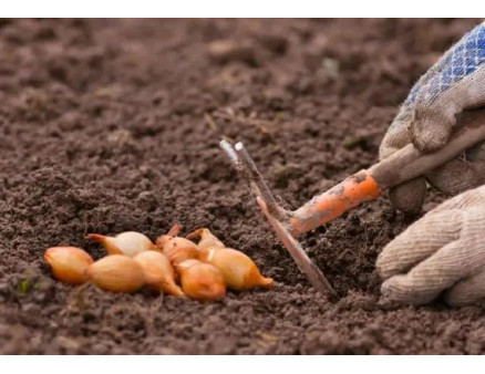 Місячний календар городника-садівника на червень 2023 року