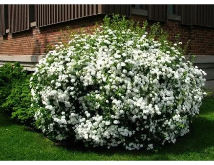 Що потрібно знати про вирощування спіреї?