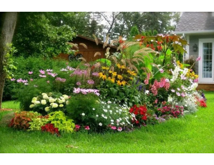 Багаторічні квіти для дачі. Які вибрати?