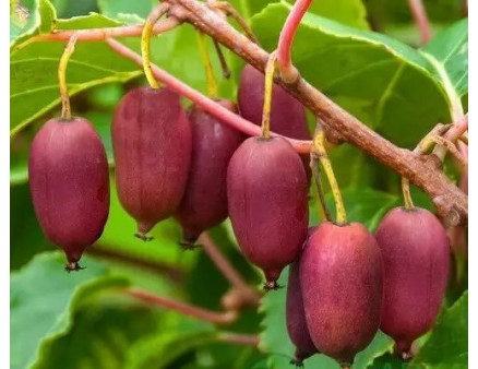 Найкращі сорти актинідії аргути за версією Кліома-Сервіс