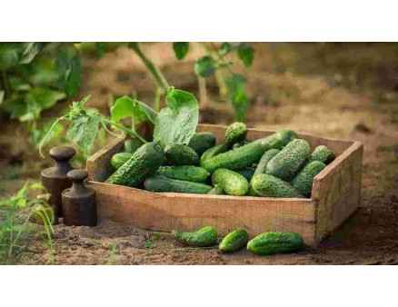 7 важливих порад для правильного поливу огірків