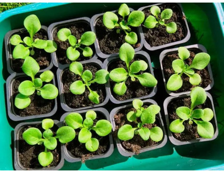 Особливості вирощування ампельних петуній