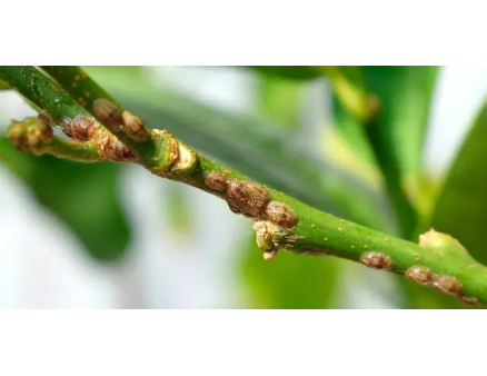 Щитівка на рослинах: Що робити?