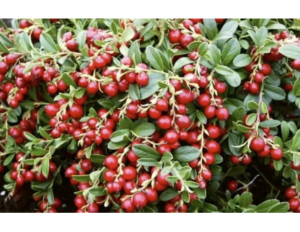 Найкращі сорти брусниці за версією Кліома Сервіс