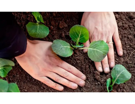 Місячний календар садівника та городника на липень 2023 року