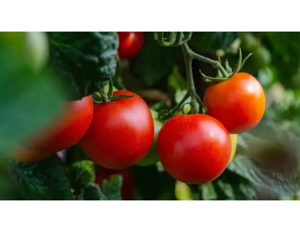 Як правильно пасинкувати помідори?