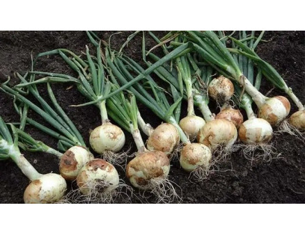 Какие признаки того, что пора выкапывать лук?