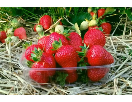Найкращі сорти ранньої полуниці за версією Кліома-Сервіс