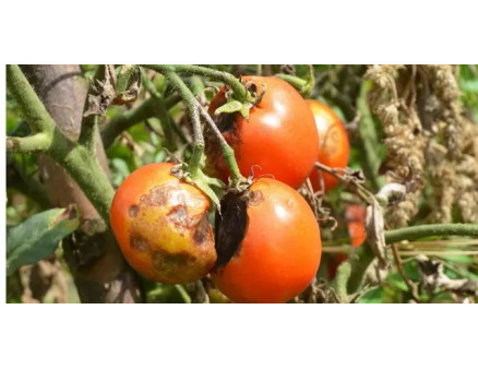 Фітофтороз на помідорах: як позбутись та попередити?