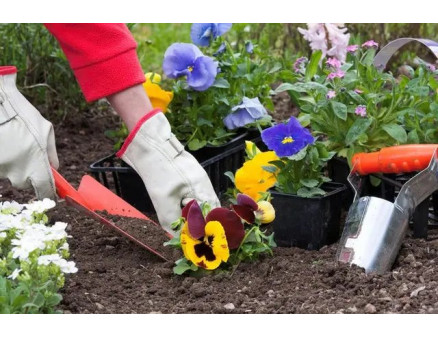 Місячний календар садівника та городника на серпень 2023 року