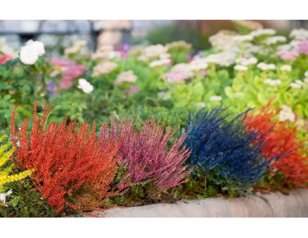 Особливості вирощування вересу: посадка, догляд та розмноження