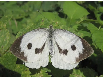 Гусінь на капусті: що робити?