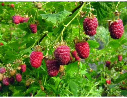 Як боротись із розростанням малини?