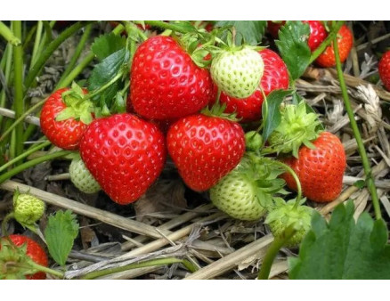 Ремонтантний сорт: що це таке? Приклади ремонтантних сортів