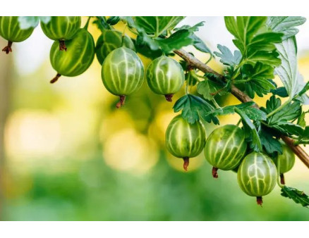 Догляд за агрусом восени. Що потрібно знати та врахувати?