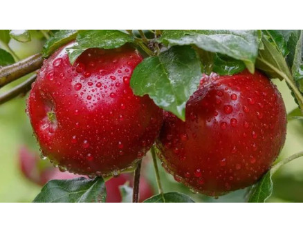 Осіннє окулірування яблуні: підготовка, проведення процедури